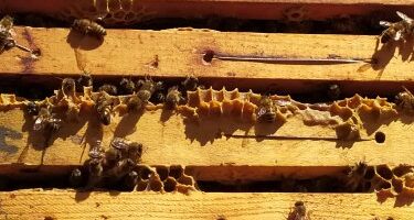 Un giorno in fattoria: l’esperienza di incontrare le api